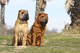 SHAR-PEI 659